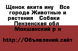 Щенок акита ину - Все города Животные и растения » Собаки   . Пензенская обл.,Мокшанский р-н